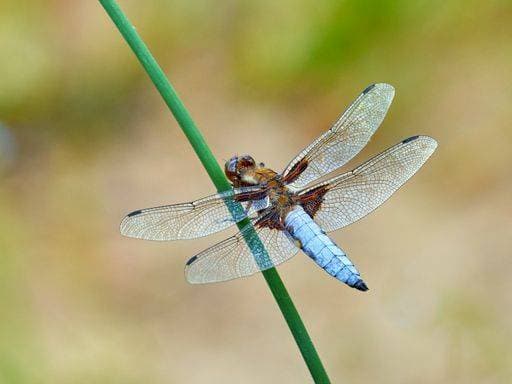 RECORD DATE NOT STATED A closeup of a dragonfly on a twig *** einer closeupe des einer Libelle am einer twig 3353836