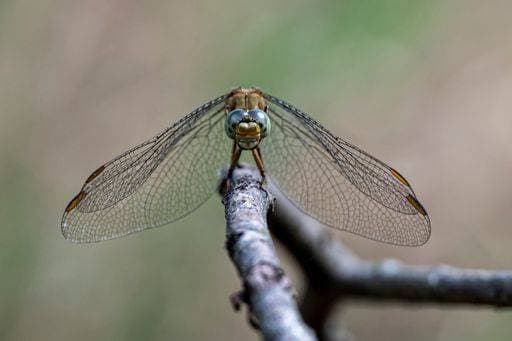 RECORD DATE NOT STATED A closeup of a beautiful dragonfly spreading its wings on a thin tree branch *** einer closeupe des einer Schönes Libelle ausbreitend seiner Fluegeln am einer Dünn Baum Zweig 3399858