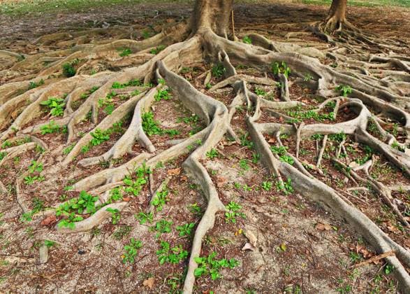 tree roots Copyright: xLeungxChoxPanx xDesignxPicsx , 30696436 Copyright: LeungxChoxPanx xDesignxPics 30696436