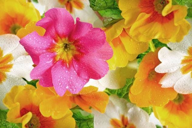 Garten-Primel, Gartenprimel, Stengellose Schluesselblume, Staengellose Schluesselblume, Stengellose Primel, Staengellose Schluesselblume, Schaftlose Schluesselblume (Primula acaulis, Primula vulgaris), Primelblueten im Regen true English primrose (Primula acaulis, Primula vulgaris), primrose flowers with raindrops BLWS685368 *** Garden Primrose, Garden Primrose, Stemless Key Flower, Stingless Key Flower, Stemless Primrose, Stingless Key Flower, Schaftlose Schluesselblume Primula acaulis, Primula vulgaris , Primrose flowers at Rain True English Primrose Primula acaulis, Primula vulgaris , Primrose Flowers With Raindrops BLWS685368 Copyright: xblickwinkel S.xKoerberx
