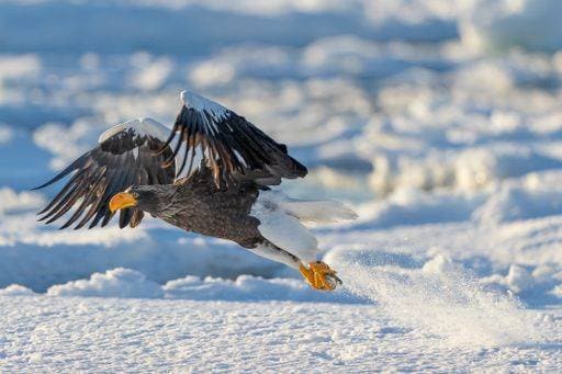 RECORD DATE NOT STATED A beautiful shot of a bald eagle with the snow-covered winter landscape in the background *** einer Schönes erschossen des einer Glatze Adlerartige mit der Schnee Gedeckter winterlichen Landschaft ÊIn der Hintergrund 3428861