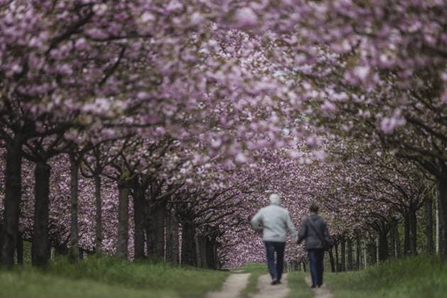 IMAGO Creative, Lifestyle, Frühling in der Stadt Zwei Personen zeichnen sich ab an einer Allee mit Kirschbaeumen in Berlin, 02.05.2023. Berlin Deutschland *** Two people stand out on an avenue with cherry trees in Berlin, 02 05 2023 Berlin Germany Copyright: xFlorianxGaertner photothek.dex