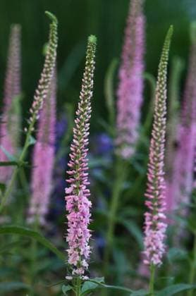 RECORD DATE NOT STATED Blooming Veronica longifolia Pink Eveline plants in a garden *** bluehend Veronica longifolia Rosa Eveline Pflanzen ÊIn einer Garten 3441392