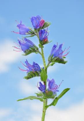 Viper s Bugloss (Echium vulgare) Copyright: xRobertxBiedermannx xDesignxPicsx , 30707531 Copyright: RobertxBiedermannx xDesignxPics 30707531