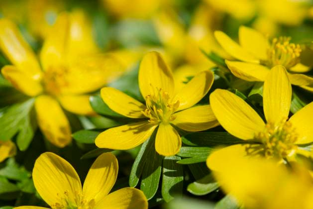 Winterlinge (Eranthis hyemalis), Schwäbische Alb, Baden-Württemberg, Deutschland, Europa *** Winterlinge Eranthis hyemalis , Swabian Alb, Bathing Württemberg, Germany, Europe 1031608003
