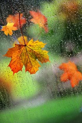 Ahornblatt klebt an einem herbstlichen Regentag an der Scheibe eines Fensters, Deutschland maple leaf adhering at a glass pane during a rainy day in autumn, Germany BLWS685971 *** Maple leaf sticks to a autumnal Rainy day to the Disc one Window, Germany Maple Leaf adhering AT a Glass Pane during a Rainy Day in autumn, Germany BLWS685971 Copyright: xblickwinkel S.xKoerberx