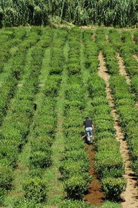 IMAGO Creative, Biodynamische Landwirtschaft Tea fields blooming and with leaves ready to be picked on an Island in the Azores Copyright: xNelsonxCardosox xDesignxPicsx , 30727241 Copyright: NelsonxCardosox xDesignxPics 30727241