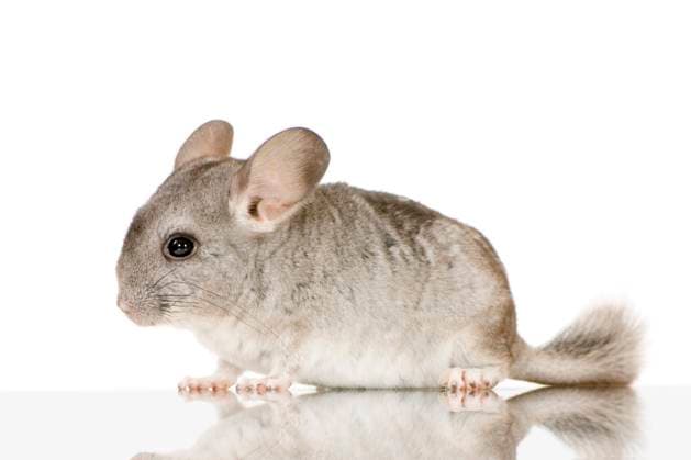 Young Chinchilla in front of white background Copyright: xEricxIsselÃ ex xDesignxPicsx , 30729853 Copyright: EricxIsselÃ ex xDesignxPics 30729853