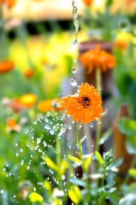 Garten-Ringelblume, Gartenringelblume, Ringelblume (Calendula officinalis), bluehend im Garten, wird gegossen, Deutschland garden-pot marigold (Calendula officinalis), blooming in a garden, is poured, Germany BLWS685994 *** Garden Marigold, Garden marigold, Marigold Calendula officinalis , blooming at Garden, will cast, Germany Garden Pot Marigold Calendula officinalis , blooming in a garden, IS poured, Germany BLWS685994 Copyright: xblickwinkel S.xKoerberx