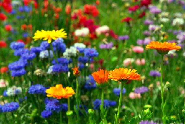 Background of colorful mixed flowers growing in a garden Copyright: xElenaxElisseevax xDesignxPicsx , 30737203 Copyright: ElenaxElisseevax xDesignxPics 30737203