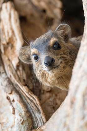 Creative Highlights World Klippschliefer, auch Wüstenschliefer (Procavia capensis) oder Klippdachs, Tarangire Nationalpark, Tansania, Afrika *** Klippschliefer, also Desert Shivers Procavia capensis Or Cliff Badger, Tarangire National Park, Tanzania, Africa Copyright: imageBROKER/ErichxSchmidt ibxeri09192706.jpg