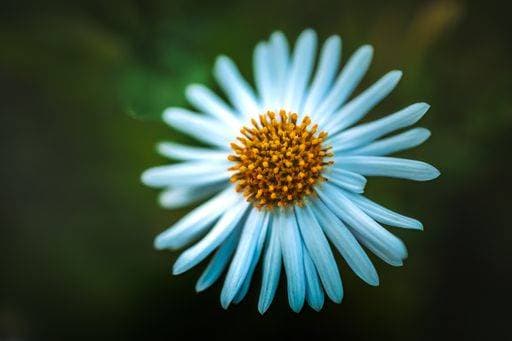 RECORD DATE NOT STATED A closeup of Kalimeris or the Kalimeris Asters. *** einer closeupe des Kalimeris Oder der Kalimeris Astern 3640700