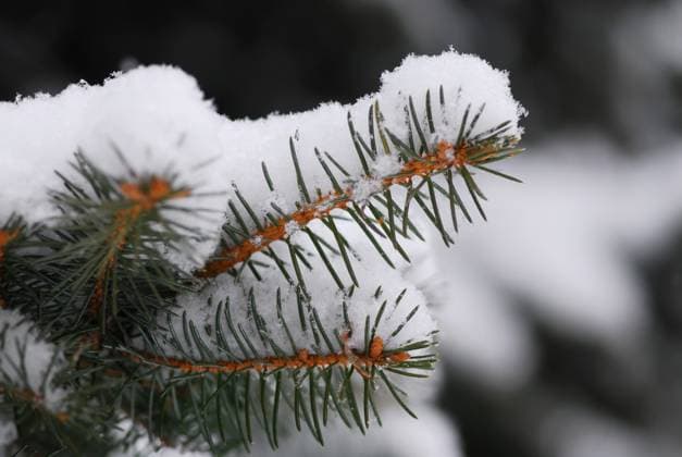 Macro of a fir branch covered with snow Copyright: xElenaxElisseevax xDesignxPicsx , 30753735 Copyright: ElenaxElisseevax xDesignxPics 30753735