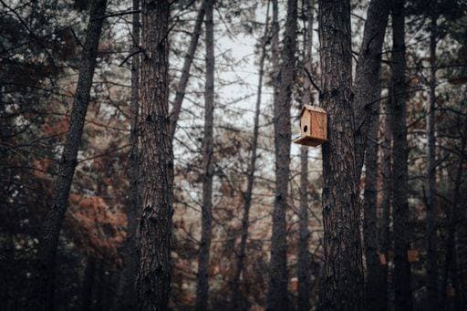 IMAGO Creative, Jahreszeit Herbst auf dem Land RECORD DATE NOT STATED A Wooden birdhouse on a tree trunk in Pine forest *** einer hölzern Vogelhaus am einer Baum Staemme ÊIn Föhre Wald 3672259