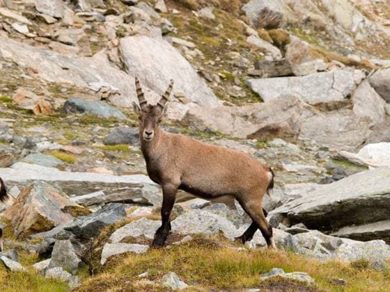 Ibex in Gran Paradiso in italian Alps Copyright: xArturxTomaszxKomorowskix xDesignxPicsx , 30756725 Copyright: ArturxTomaszxKomorowskix xDesignxPics 30756725