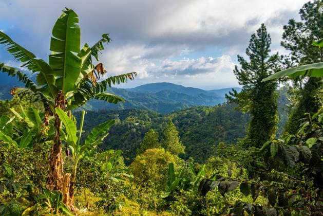 The Blue Mountains in Jamaica, Caribbean, Middle America. The Blue Mountains in Jamaica, Caribbean, Middle America Copyright: xZoonar.com MarcxSchmerbeckx 19494538