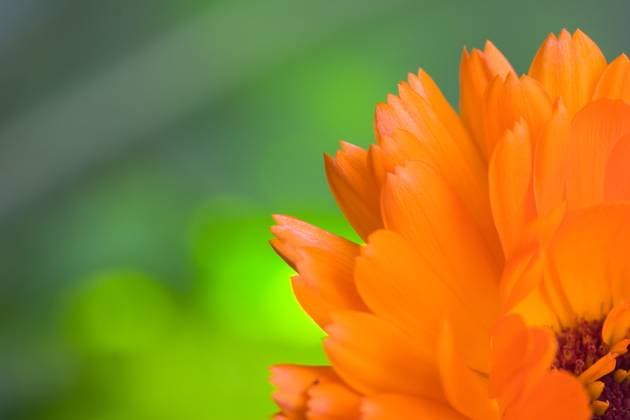 Orange flower(Calendula) macro Copyright: xIvanxChuyevx xDesignxPicsx , 30762163 Copyright: IvanxChuyevx xDesignxPics 30762163