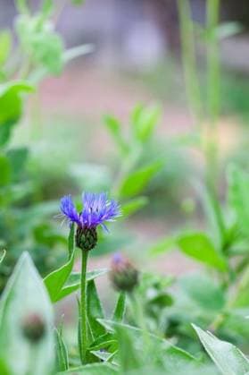 RECORD DATE NOT STATED A vertical shot of a purple mountain cornflower on a blurred background *** einer hoch erschossen des einer lila Berg Kornblume am einer unscharf Hintergrund 3705344