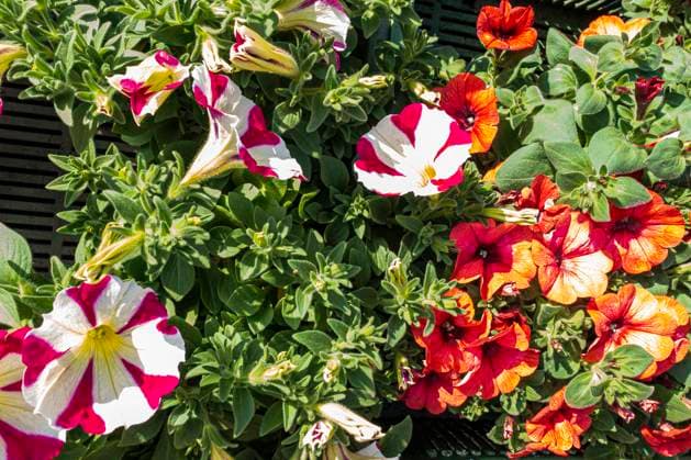Petunia hybrida, flower, Pruhonice, Czech Republic, April 27, 2023. (CTKxPhoto LiborxSojka) CTKPhotoF202305040003301  CTKPhotoF202305040003301