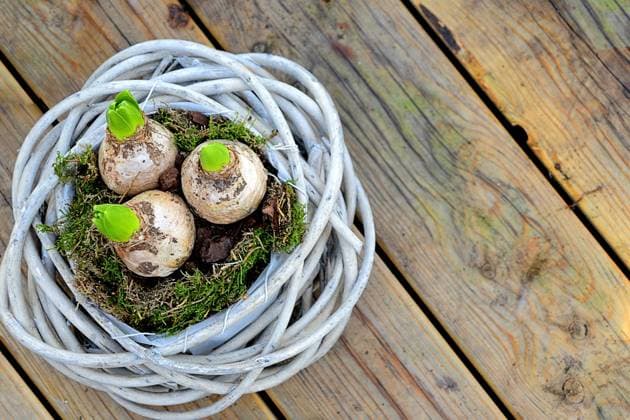 Gartenhyazinthe, Garten-Hyazinthe, Hyazinthe (Hyacinthus orientalis), Korb bepflanzt mit Hyazinthenzwiebeln Jacinthe (Hyacinthus orientalis), basket planted with hyacinth bulbs BLWS686142 *** Garden hyacinth, Garden Hyacinth, Hyacinth Hyacinthus orientalis , Basket planted with Hyacinth bulbs Jacinthe Hyacinthus orientalis , Basket planted With Hyacinth bulbs BLWS686142 Copyright: xblickwinkel S.xKoerberx