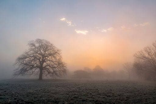 Misty morning in Greenwich Park, London, England, UK *** nebelbedeckte Vormittag ÊIn Greenwich Park, London, England, VK 3756798