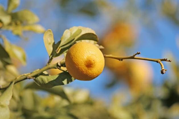 A fresh lemon on a tree Copyright: xGeorgiosxAlexandrisx xDesignxPicsx , 30790067 Copyright: NijolexZenkeviciutex xDesignxPics 30790067