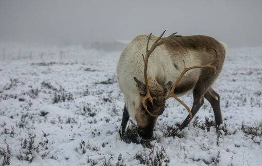 RECORD DATE NOT STATED A majestic adult reindeer in snow-covered field in the Cairngorms, Scotland on a foggy day *** einer majestaetisch Erwachsener Rentier ÊIn Schnee Gedeckter Feld ÊIn der Cairngorms, Schottland am einer neblig Tag 18441137