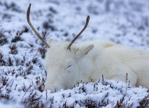RECORD DATE NOT STATED A majestic adult reindeer in snow-covered field in the Cairngorms, Scotland on a foggy day *** einer majestaetisch Erwachsener Rentier ÊIn Schnee Gedeckter Feld ÊIn der Cairngorms, Schottland am einer neblig Tag 18441295