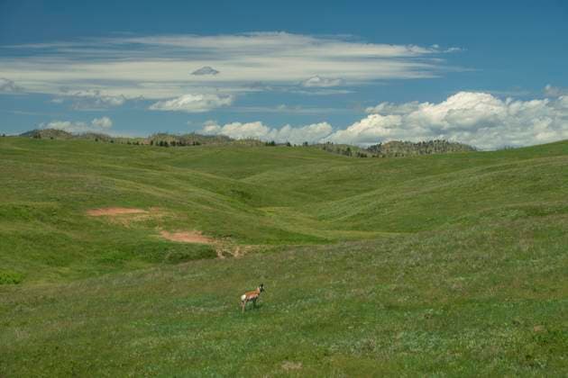 USA, Great Plains, South Dakota, Black Hills, Custer State Park, Pronghorn Antelopes, Antilocapra americana 