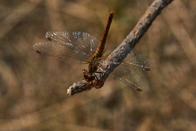 Blutrote Heidelibelle (Sympetrum sanguineum) Weibchen Blutrote Heidelibelle (Sympetrum sanguineum) Weibchen. Female Ruddy darter in autumn. Copyright: xZoonar.com KarinxJaehnex 19646422