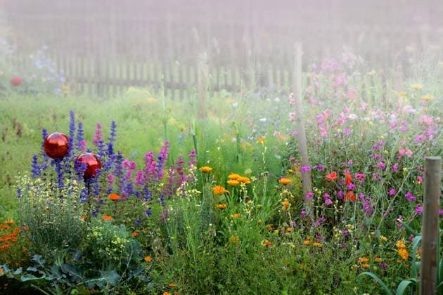 Garten-Ringelblume, Gartenringelblume, Ringelblume (Calendula officinalis), bunte Blumenmischung mit Ringelbumen im regnerischen Garten, zwei rote Rosenkugeln, Deutschland garden-pot marigold (Calendula officinalis), colourful flowers in a garden in a rainy morning, two rose spheres, Germany BLWS686206 *** Garden Marigold, Garden marigold, Marigold Calendula officinalis , Bunte Flower mixture with Marigolds at rainy Garden, Two red Rose balls, Germany Garden Pot Marigold Calendula officinalis , COLOURFUL Flowers in a Garden in a Rainy morning, Two Rose spheres, Germany BLWS686206 Copyright: xblickwinkel S.xKoerberx