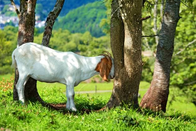 Hausziege, Haus-Ziege (Capra hircus, Capra aegagrus f. hircus), Ziege stemmt sich mit dem Kopf gegen einen Baumstamm, Deutschland domestic goat (Capra hircus, Capra aegagrus f. hircus), pushing its head against an tree trunk, Germany BLWS686226 *** Domestic goat, House Goat Capra hircus, Capra aegagrus F hircus , Goat stemmt itself with the Head against a Tree trunk, Germany Domestic GOAT Capra hircus, Capra aegagrus F hircus , pushing its Head against to Tree trunk, Germany BLWS686226 Copyright: xblickwinkel S.xKoerberx