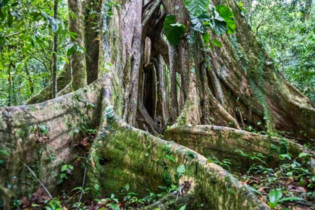  Muelle San Carlos, Costa Rica, Die Strebenwurzeln eines Ficus Baums im costaricanischen Regenwald, Mittelamerika *** Muelle San Carlos, Costa Rica, the Strut roots one Ficus Tree at costarican Rainforest, Central America Copyright: imageBROKER/JimxWest ibljiw09240158.jpg