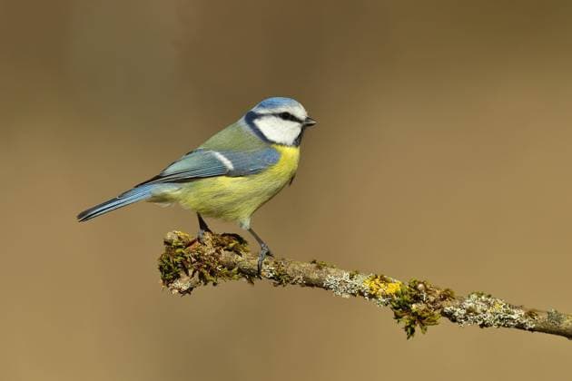  Blaumeise (Parus caeruleus), sitzt auf mit Moos bewachsenen Ast, Wilden, Nordrhein-Westfalen, Deutschland, Europa *** Blue Tit Parus caeruleus , sits at with Moss overgrown Branch, Wilden, North Rhine Westphalia, Germany, Europe Copyright: imageBROKER/BurkhardxSauskojus ibxbsa09186093.jpg