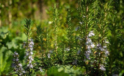 A closeup shot of fresh blossom Rosemary in the garden on a sunny day *** einer closeupe erschossen des Frisch erblühen Rosmarin ÊIn der Garten am einer sonnig Tag 3893676