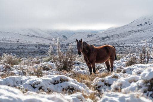 RECORD DATE NOT STATED A brown equine animal standing in a snowy landscape by the side of a hill *** einer braune equine Tier stehend ÊIn einer Verschneite Landschaft indem der Bordwand des einer Hügel 19423582
