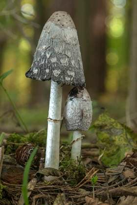  Schopftintling (Coprinus comatus) im Mischwald, Bayern, Deutschland, Europa *** Crested Tinny Coprinus comatus at Mixed forest, Bavaria, Germany, Europe Copyright: imageBROKER/HelmutxMeyerxzurxCapellen ibxmzc08718518.jpg