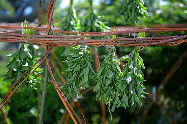 Pfefferminze, Pfeffer-Minze, Minze, Edelminze, Englische Minze, Teeminze, Frauenminze (Mentha x piperita, Mentha piperita, M. aquatica x M. spicata), gepflueckte Pfefferminze haengt zum Trocknen an Weidenaesten, Deutschland peppermint, hybrid-peppermint (Mentha x piperita, Mentha piperita, M. aquatica x M. spicata), hung up for drying in garden, Germany BLWS686241 *** Peppermint, Pepper Mint, Mint, Precious Mint, English Mint, Teeminze, Lady s Mint Mentha X piperita, Mentha piperita, M aquatica X M Spicata , Plucked Peppermint hangs to dry to Willow branches, Germany peppermint, Hybrid peppermint Mentha X piperita, Mentha piperita, M aquatica X M Spicata , Hung up for drying in garden, Germany BLWS686241 Copyright: xblickwinkel S.xKoerberx