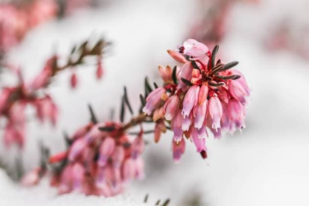 Blooming pink flowers Erica carnea in the snow. Spring background, gardening concept Blooming pink flowers Erica carnea Winter Heath in the snow. Spring background, gardening concept Copyright: xZoonar.com VolhaxHalkouskayax 19831126