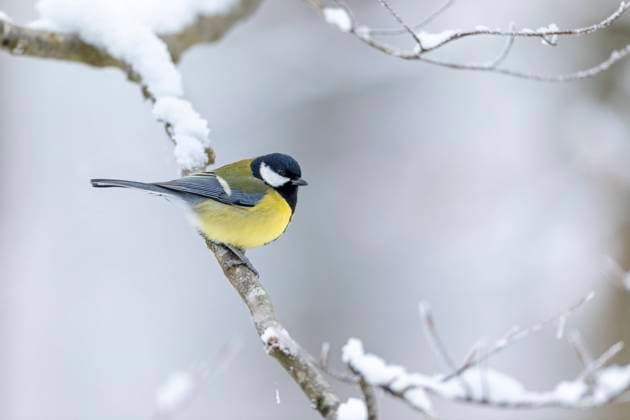 Kohlmeise im Winter Parus major Kohlmeise im Winter Great tit in winter Parus major Copyright: xZoonar.com HelgexSchulzx 19847250