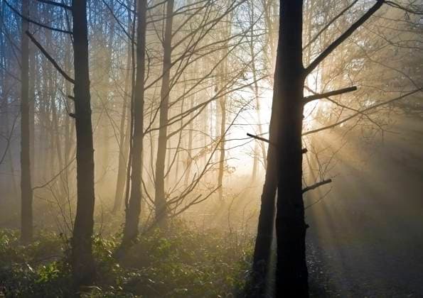 IMAGO Creative, Jahreszeit Frühling, Licht und Sonne A photography of sun rays in the forest Copyright: xMarkusxGannx xDesignxPicsx , 30843339 Copyright: MarkusxGannx xDesignxPics 30843339