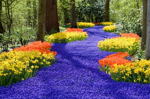 Beautiful field of spring flowers with narcissus, tulips and muscari Copyright: xSimonexvanxdenxBergx xDesignxPicsx , 30845532 Copyright: SimonexvanxdenxBergx xDesignxPics 30845532
