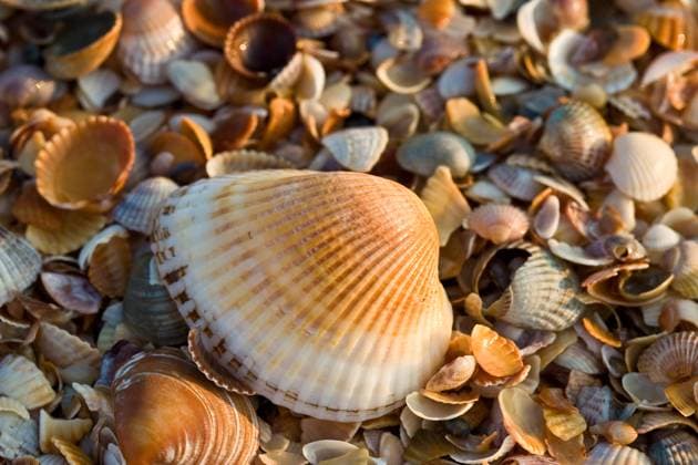 background series: sea shell texture on the beach Copyright: xGennadyxKravetskyx xDesignxPicsx , 30855749 Copyright: GennadyxKravetskyx xDesignxPics 30855749
