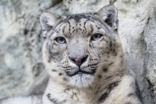 Portrait of a snow leopard close up on a stone background Portrait of a snow leopard close up on a stone background Copyright: xZoonar.com LubosxChlubnyx 17810948