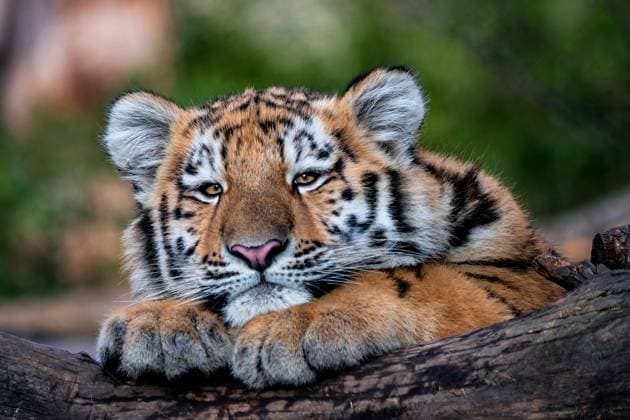 Cute siberian tiger cub, Panthera tigris altaica Cute siberian tiger cub, Panthera tigris altaica Copyright: xZoonar.com LubosxChlubnyx 18212849