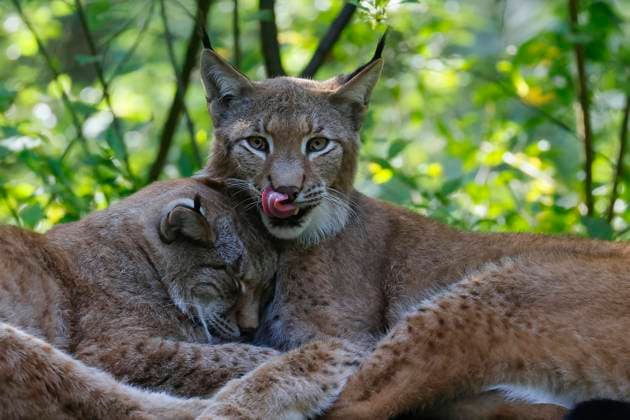  Eurasische Luchse (Lynx lynx), schmusendes Luchspaar, Tierpaar, captive, Deutschland, Europa *** Eurasian Lynx Lynx Lynx , Schmusendes Lynx pair, Pair of animals, captive, Germany, Europe Copyright: imageBROKER/JustusxdexCuveland ibxuve08707229.jpg