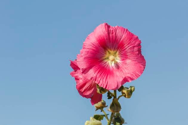 Alcea rosea, syn. Althaea ficifolia, Gewöhnliche Stockrose, Stockmalve, Garten-Pappelrose Alcea rosea, syn. Althaea ficifolia, Gewöhnliche Stockrose, Stockmalve, Garten-Pappelrose, Bauernrose, Garten-Stockrose - Alcea rosea, syn. Althaea ficifolia, known as Common hollyhock, fig-leaf hollyhock, holly-hock, hollyhock, Antwerp hollyhock Copyright: xZoonar.com LotharxHinzx 19880804