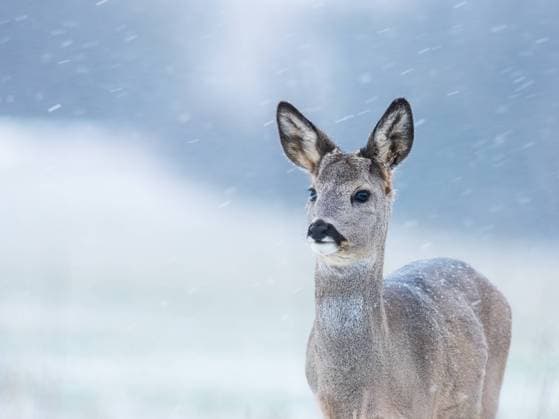 Wild roe deer in the snow. Capreolus capreolus. Wild roe deer in the snow. Capreolus capreolus. Copyright: xZoonar.com EwaldxFrx 19862709