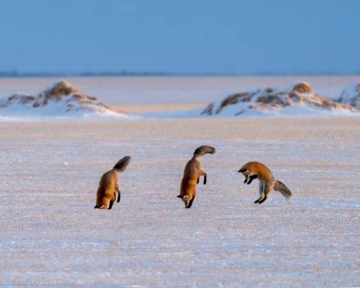 Creative Highlights World Wild Red Fox Jumping Wild Red Fox in Northern Canada Saskatchewan Copyright: xZoonar.com MarkxDuffyx 19875412