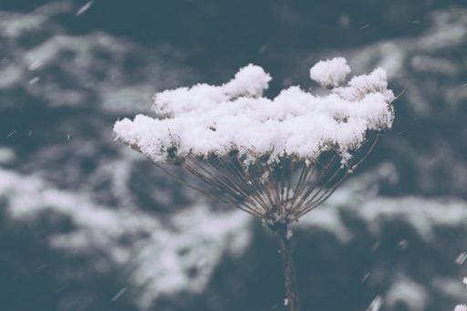 RECORD DATE NOT STATED A closeup of a plant covered in snow in a forest during Winter *** einer closeupe des einer Pflanze Gedeckter ÊIn Schnee ÊIn einer Wald während winterlichen 3992